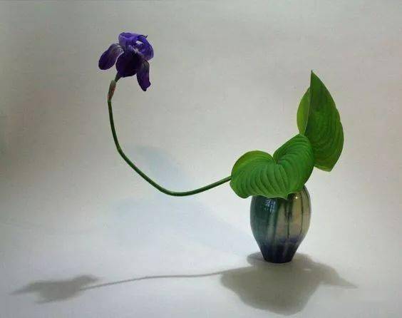 玉簪,艳压群叶全靠这些"线"!