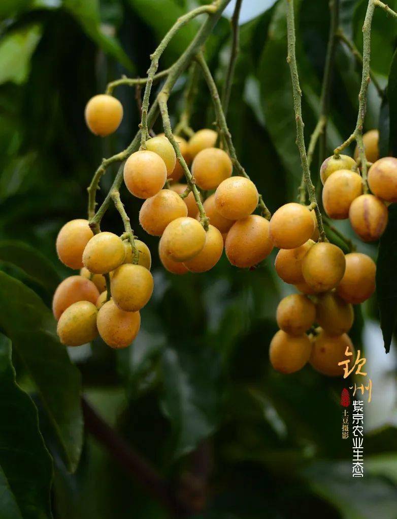 品种很多各种特色芒果这种果树胭脂树,也叫白桂木,本地极少见,果实
