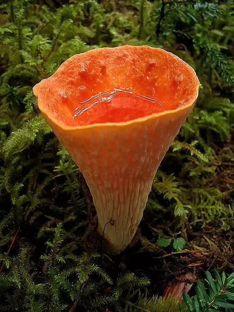 这蘑菇好看是好看 但越看越像发霉了呀▼