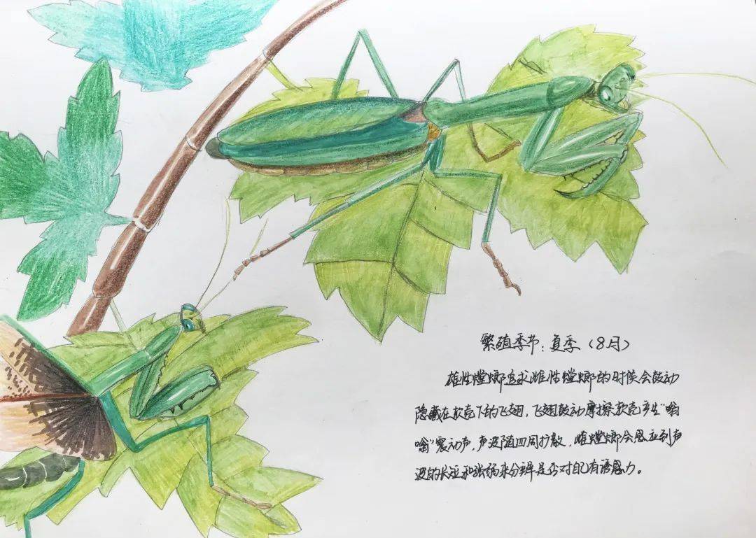 向阳小学自然笔记大赛开始啦
