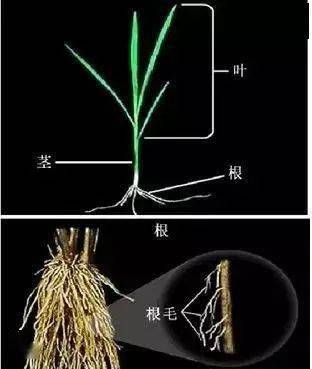 水稻根结构图图片
