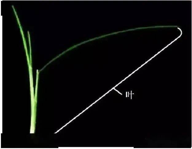 水稻主茎基部有若干密集的茎节叫做分蘖节.