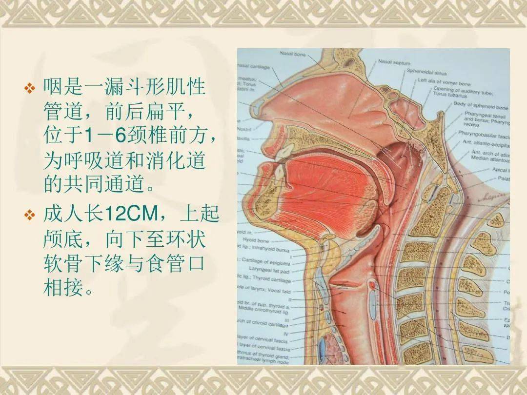 咽喉部解剖最全图解nhah国际芳疗师认证考试