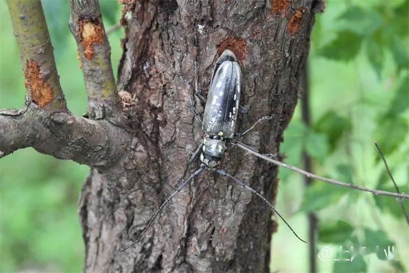 这种会飞的牛,你了解多少?_天牛