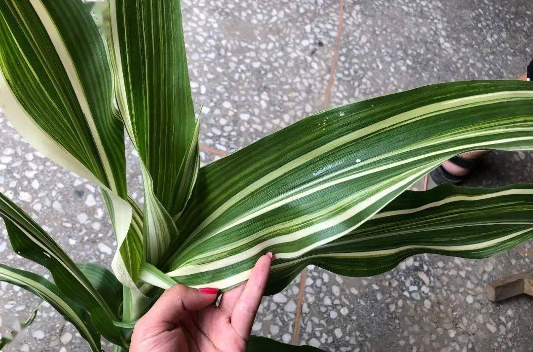 玉米白化苗是缺锌还是遗传