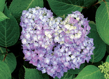 《四季之花》邂逅俳句:绣球花月夜,尚是淡青色