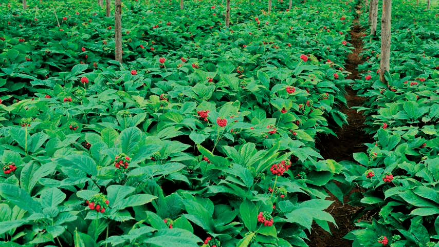 参得人心的文登西洋参