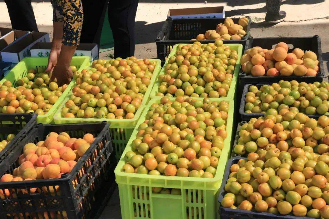 临夏唐汪川杏子图片