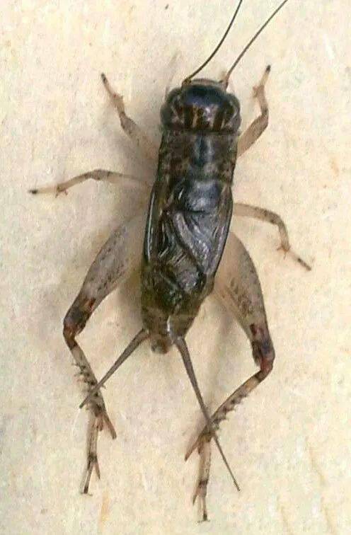 2013河北正青白牙