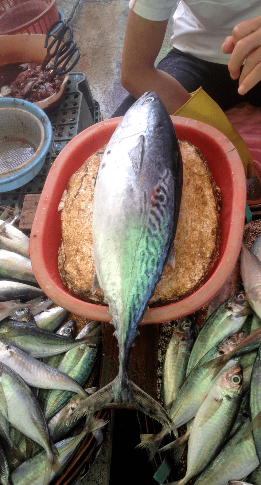 鲣鱼是体型最小的金枪鱼,大多0.