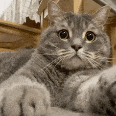 激光猫表情包gif图片
