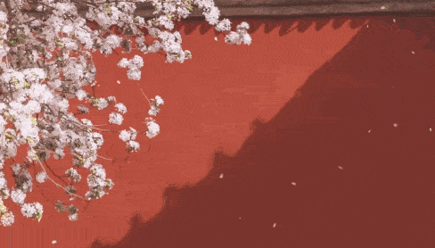 488_278gif 动态图 动图