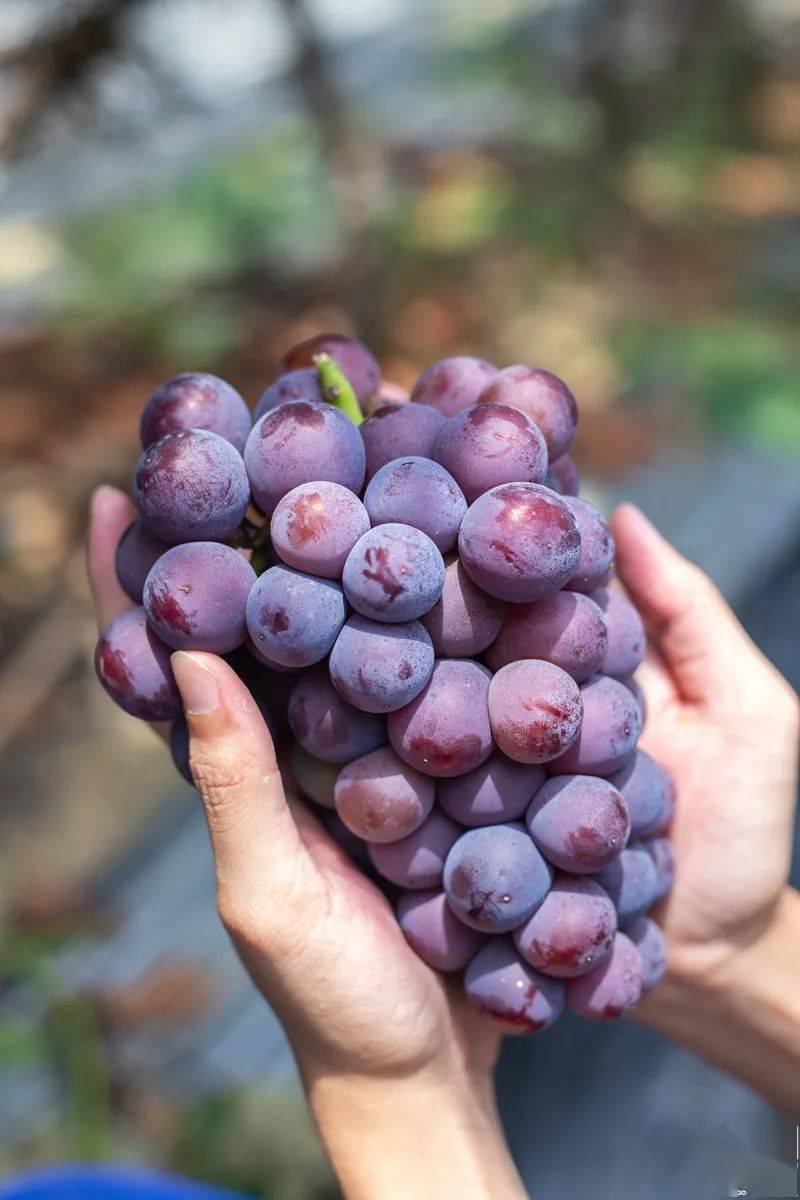 帽峰山【超大葡萄园】开啦!_黑珍珠