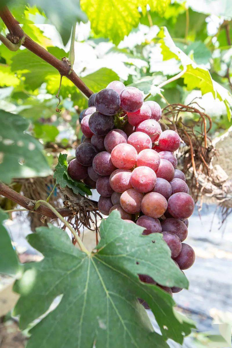 帽峰山【超大葡萄园】开啦!