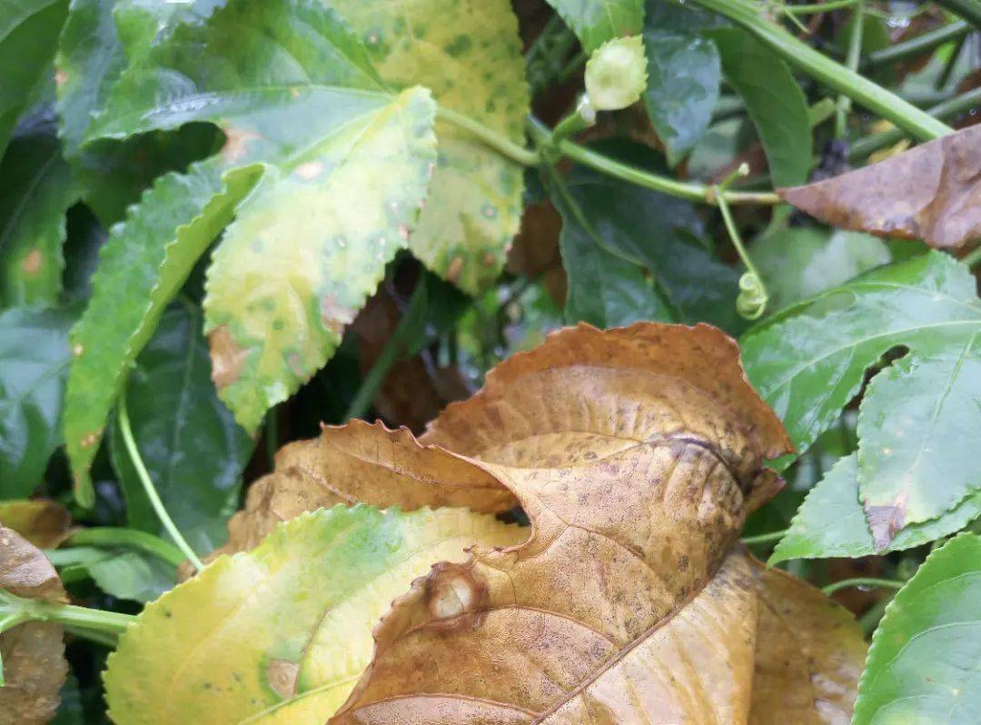 百香果炭疽病肆虐病果落次果多