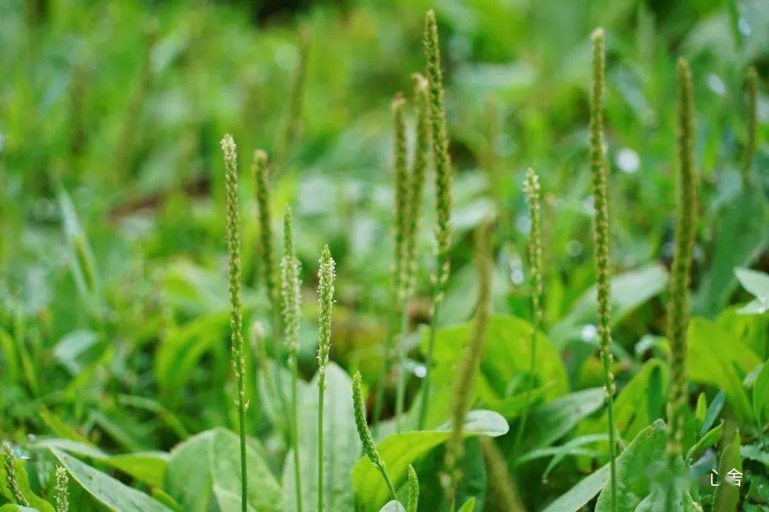 采采芣苢薄言采之