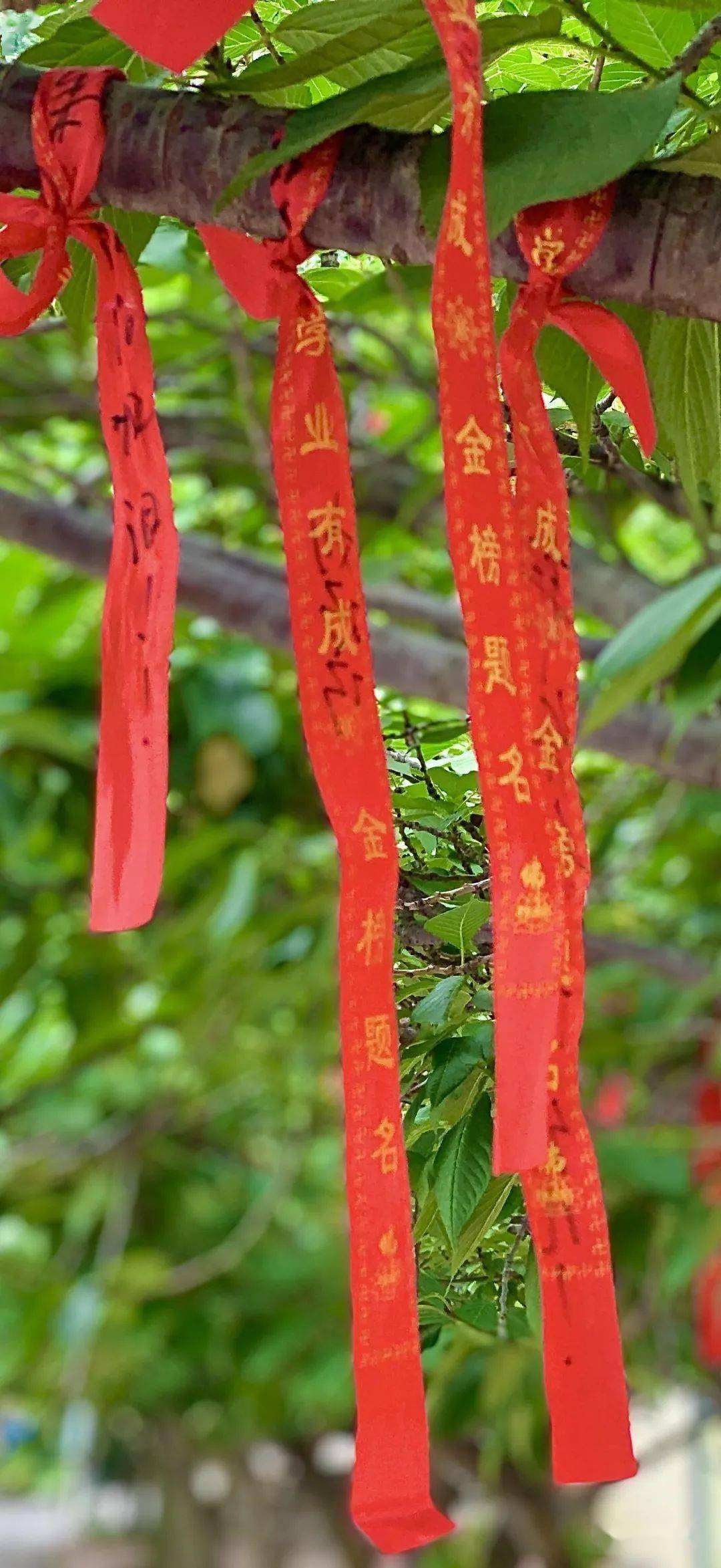 实拍即墨高考第一天5770名考生加油