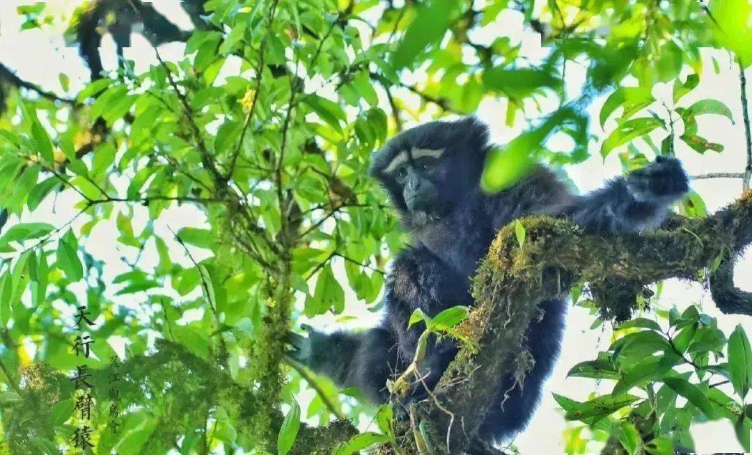 【滇西博物之旅】高黎贡山盈江观鸟赏虫生物多样性考察营(8月9日—8月