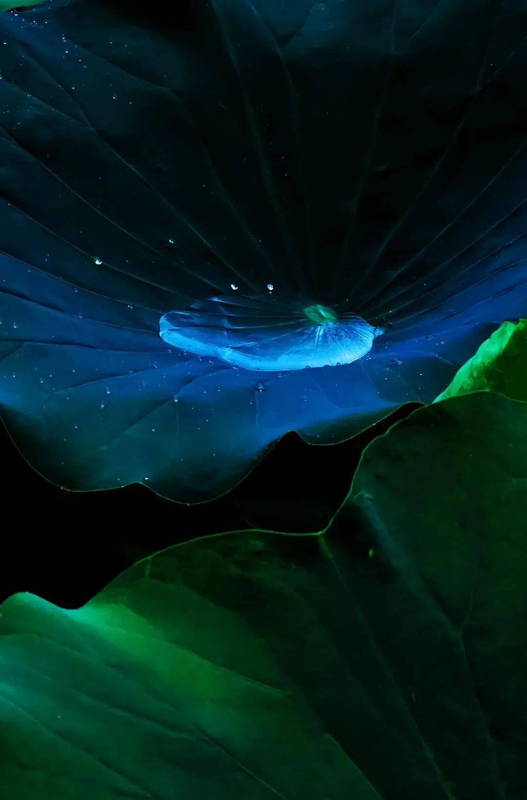 没有拍出文化,更没有拍出意境,今天早晨一气之下,不拍荷花了,要拍荷叶