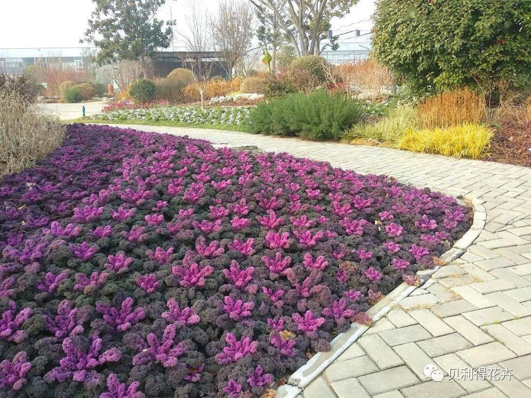 喜冷凉品种集锦丨角堇及其伙伴品种