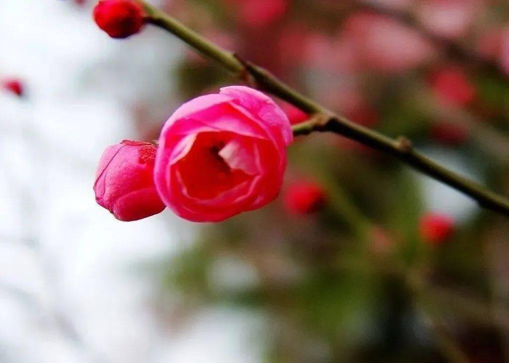 梅雨(组诗)| 吴坚_梅子