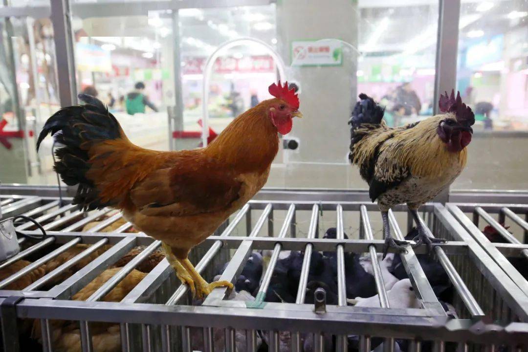 翔安这个市场成为我市主要的活禽集中屠宰场.