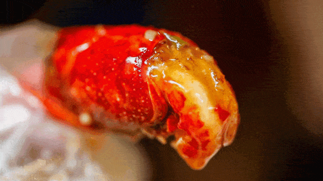 一只只虾尾肉q弹饱满,麻辣之余不掩鲜劲!