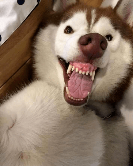 真正的微笑狗图片