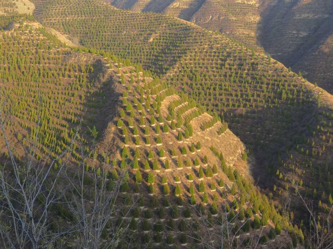 15亿亩,我国退耕还林还草为何能成功?