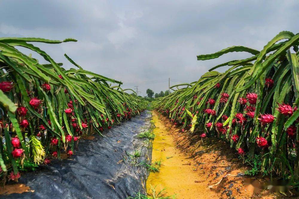 一仝摄影三水锦华火龙果场红红火火一派丰收的景象