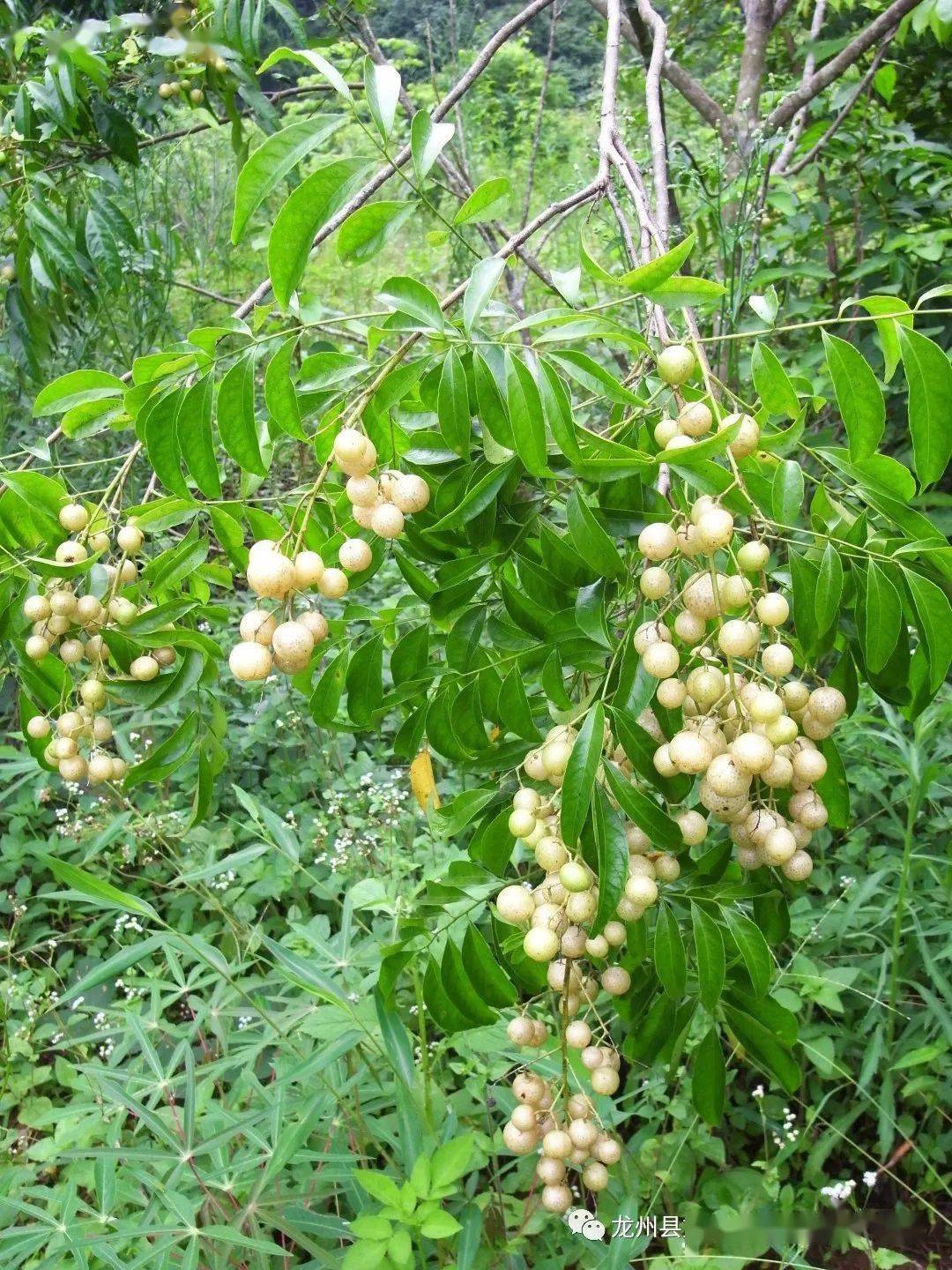 夏日时节欢迎来龙州品尝新鲜瓜果