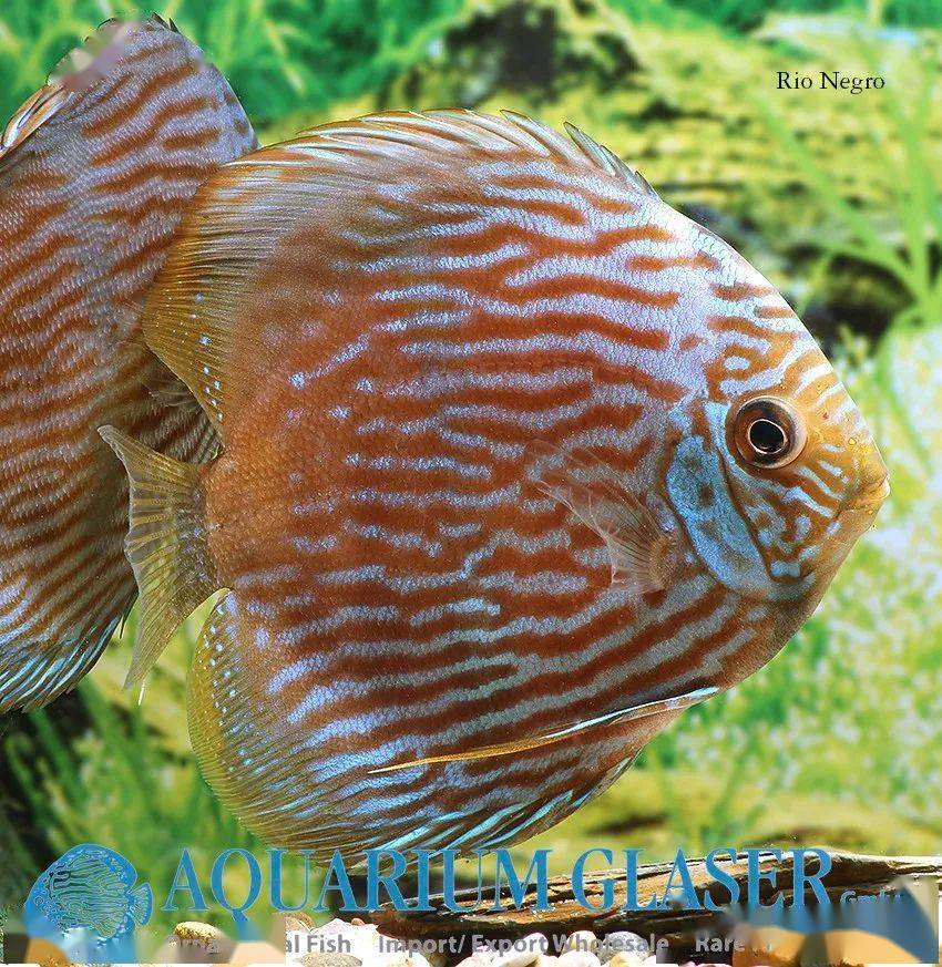 每天认识一种南美鱼81黑格尔七彩