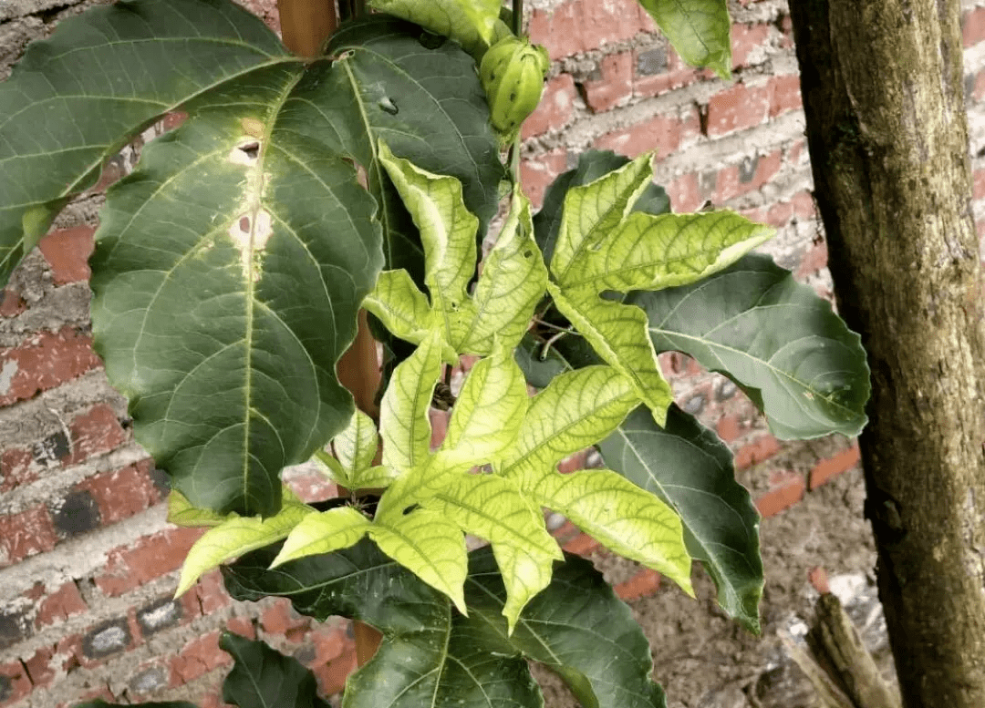 百香果规律性的黄叶不必过分紧张,缺素而已!