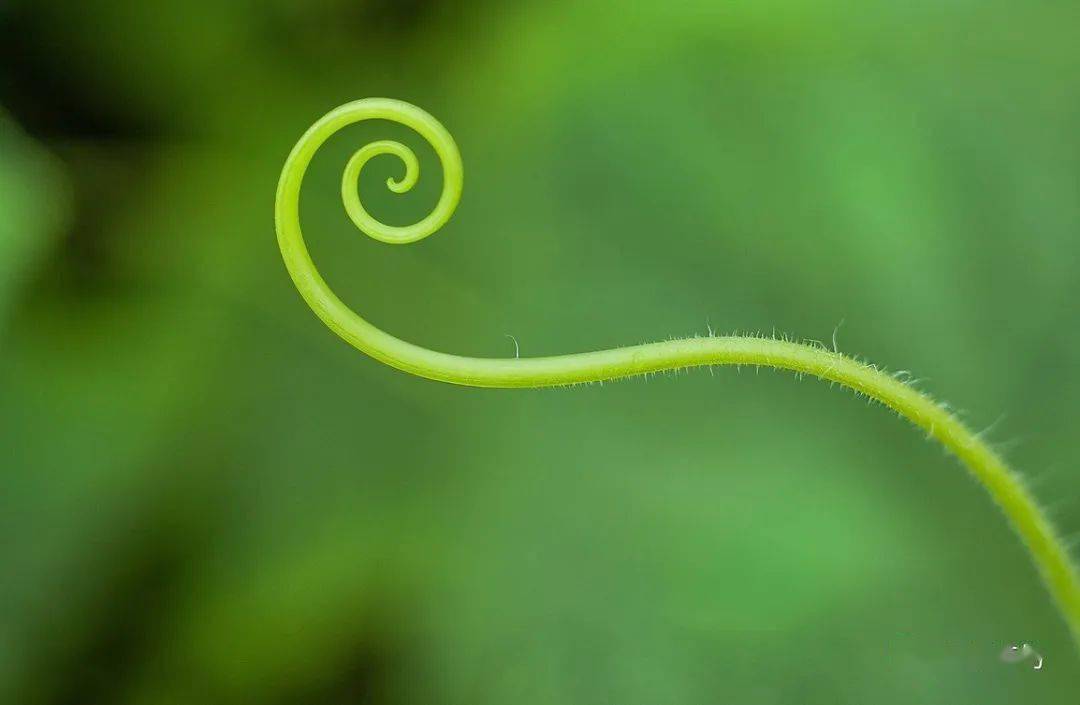 极简角度捕捉自然之美