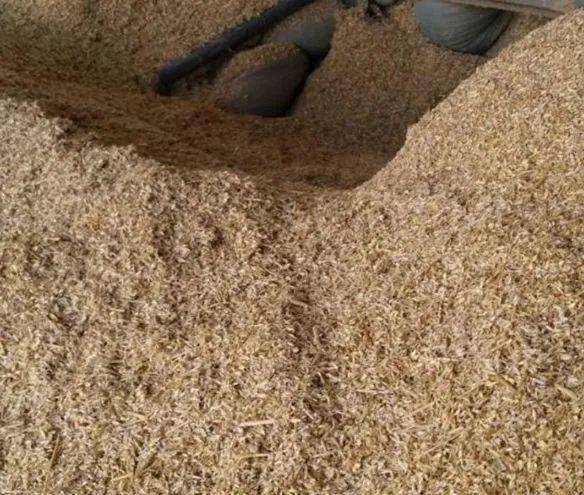 养牛饲料最大误区你还不改吗