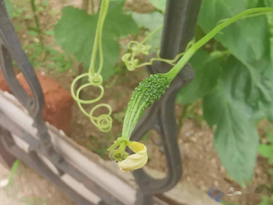 苦瓜也叫金铃子？不，应该是锦荔枝_葫芦科