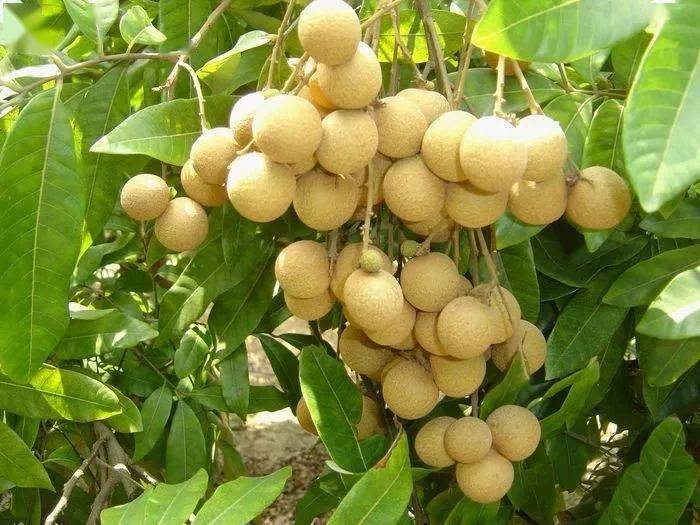 吃腻了荔枝?南山龙眼来了!今年的价格是.