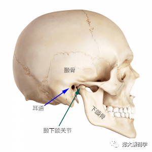 颞下颌关节的位置图图片