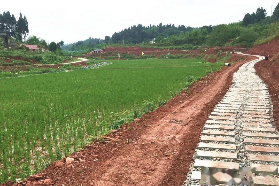 井研宝五扎牢粮袋子探索乡村振兴新路子