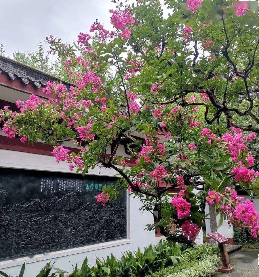 紫薇花开诗意一夏在李白纪念馆追寻诗仙李白的踪迹