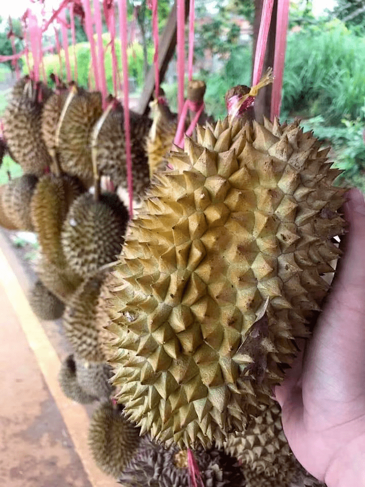 老挝"巴掌大"榴莲物美价廉,每公斤售价仅需人民币19元