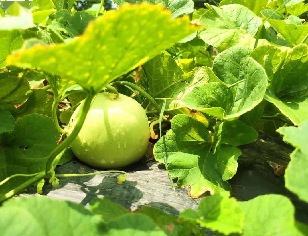 香甜爽脆山塘这个基地香瓜成熟啦离清新城区车程20分钟都不用