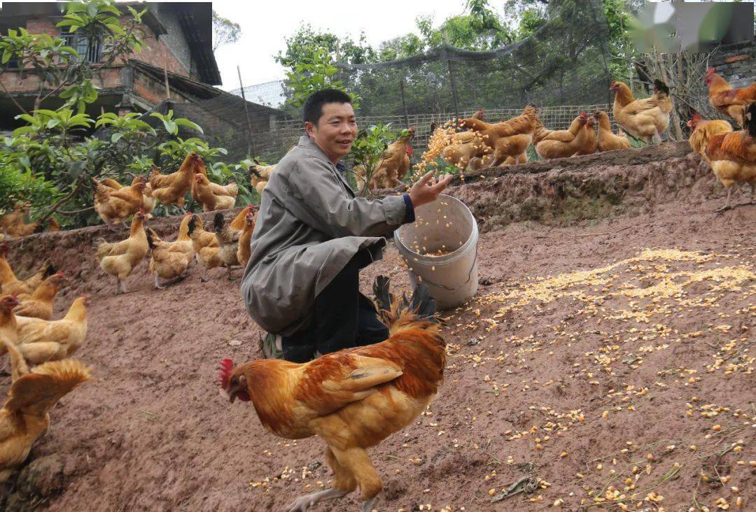 走向我们的小康生活刘道强黄高山上的领头雁