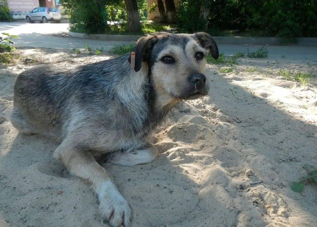 路邊的流浪狗能領養麼?該怎麼飼養,才能讓它對我認主?不再害怕