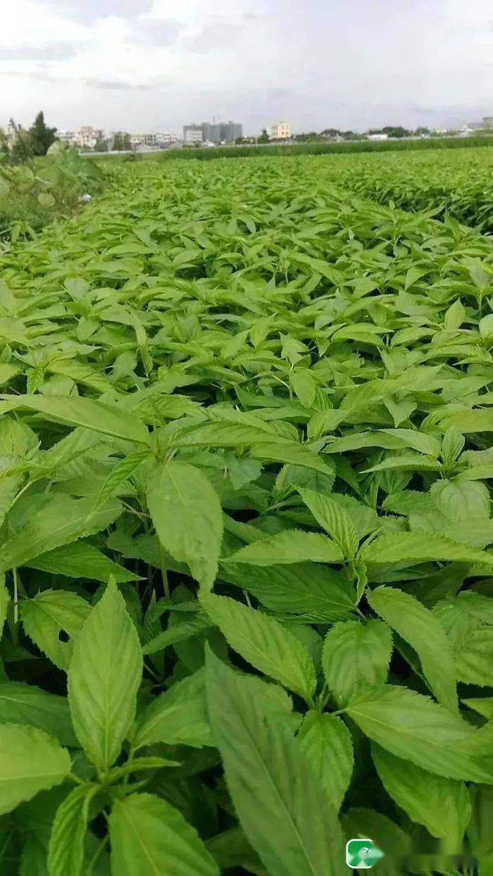 浪险!峡山周边林伯种麻叶"发财"