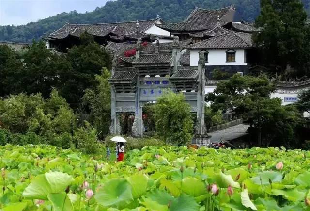 在腾冲香气四溢的荷塘,寻找盛夏的出口_荷花