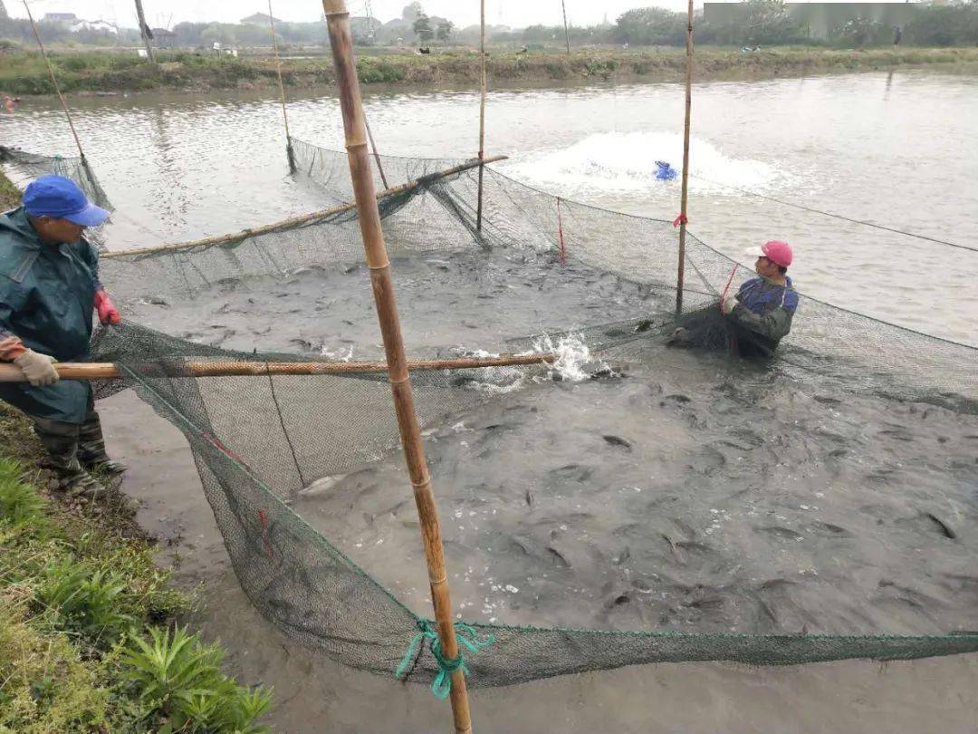 暴雨垮堤跑魚嚴重洪澇前後池塘該怎麼管理