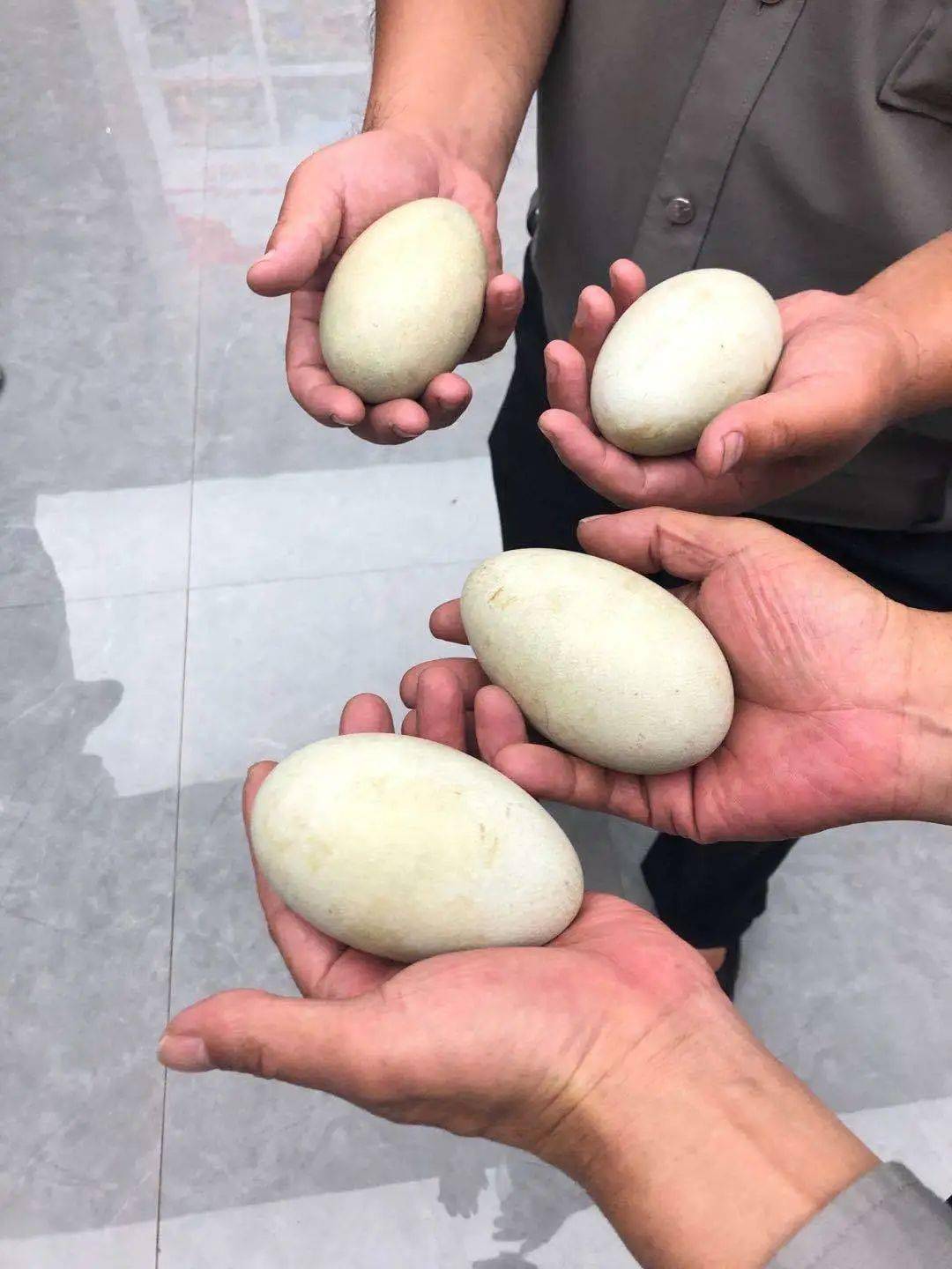 怒台州一公园4颗黑天鹅蛋惨遭毒手