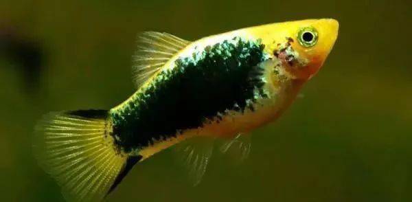 小型鱼有的难养,有的却不是那么容易入手