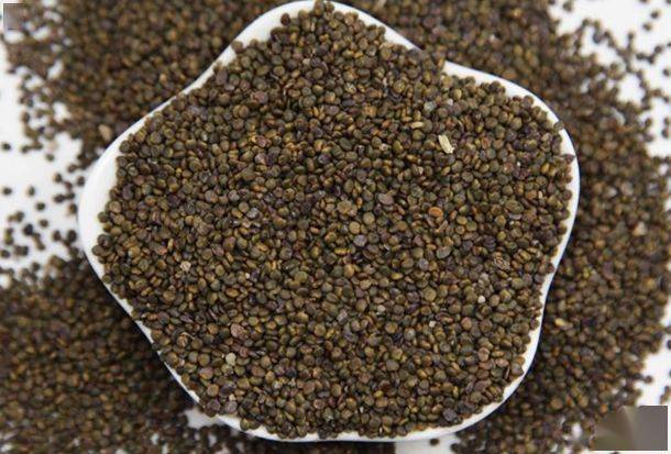 每日一味中药——沙苑子_肝肾